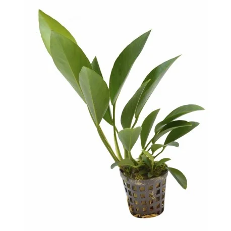 littletreedesignbiotopes825484