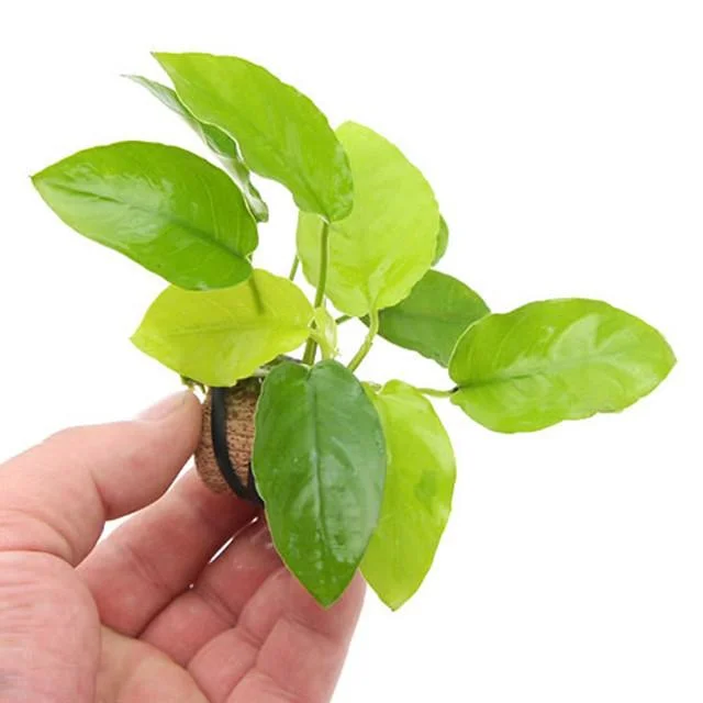 littletreedesignbiotopes825505