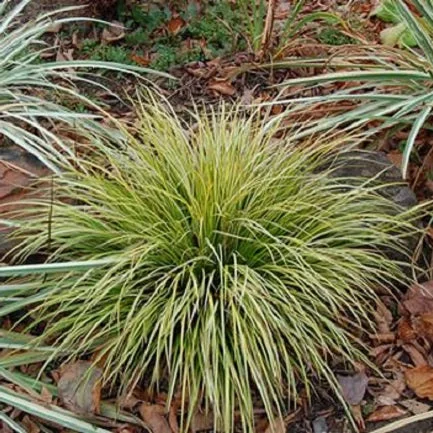 littletreedesignbiotopes825525