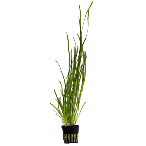 littletreedesignbiotopes825574