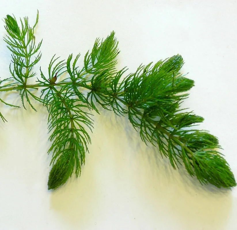 littletreedesignbiotopes825587