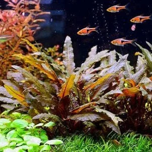 littletreedesignbiotopes825613