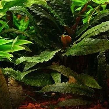 littletreedesignbiotopes825640