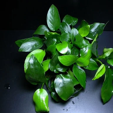 littletreedesignbiotopes825689