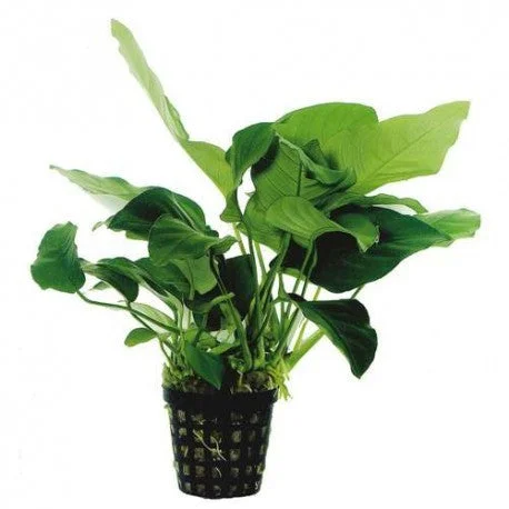 littletreedesignbiotopes825714