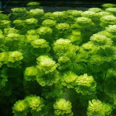 littletreedesignbiotopes825733