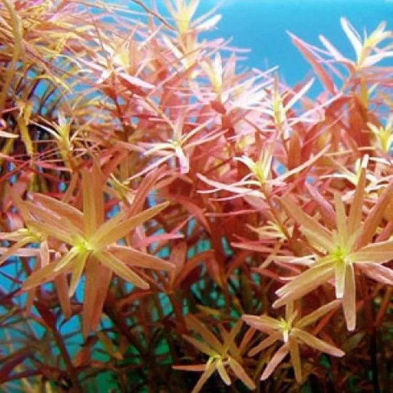 littletreedesignbiotopes825755
