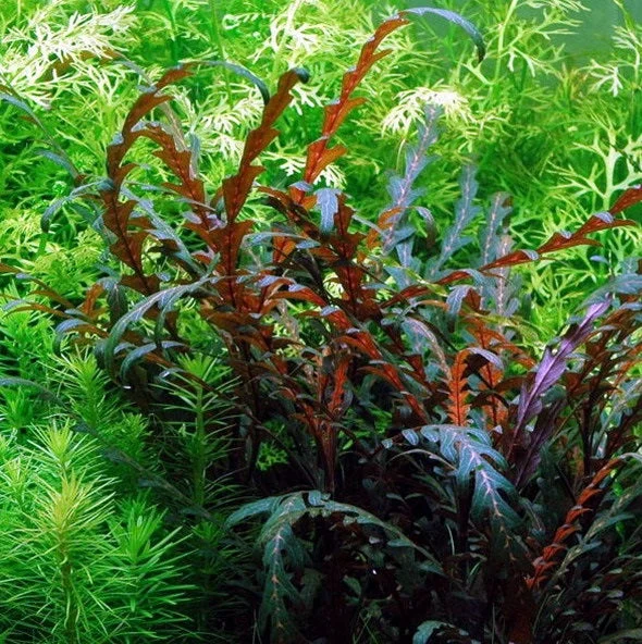 littletreedesignbiotopes825771