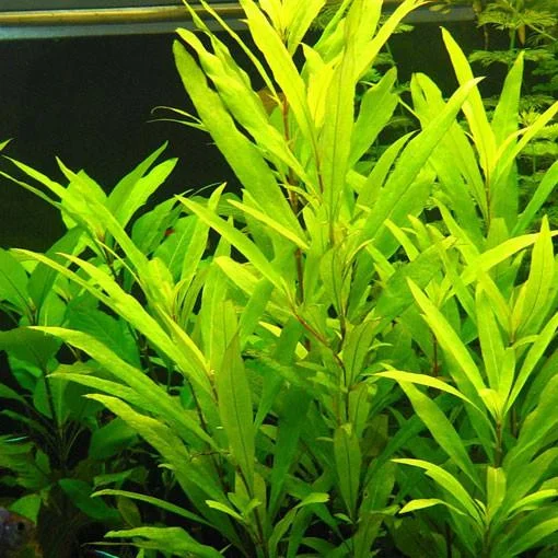 littletreedesignbiotopes825793