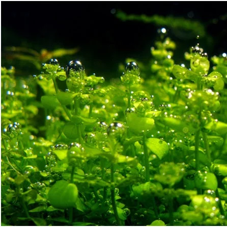 littletreedesignbiotopes825820