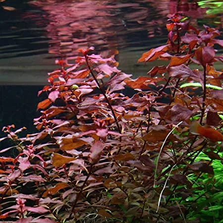 littletreedesignbiotopes825869