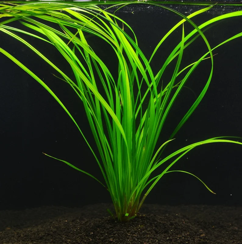 littletreedesignbiotopes825887