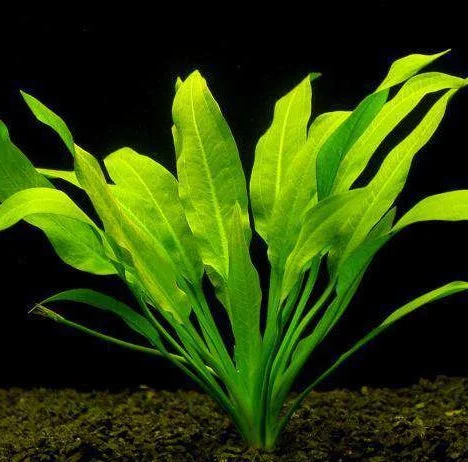 littletreedesignbiotopes825906