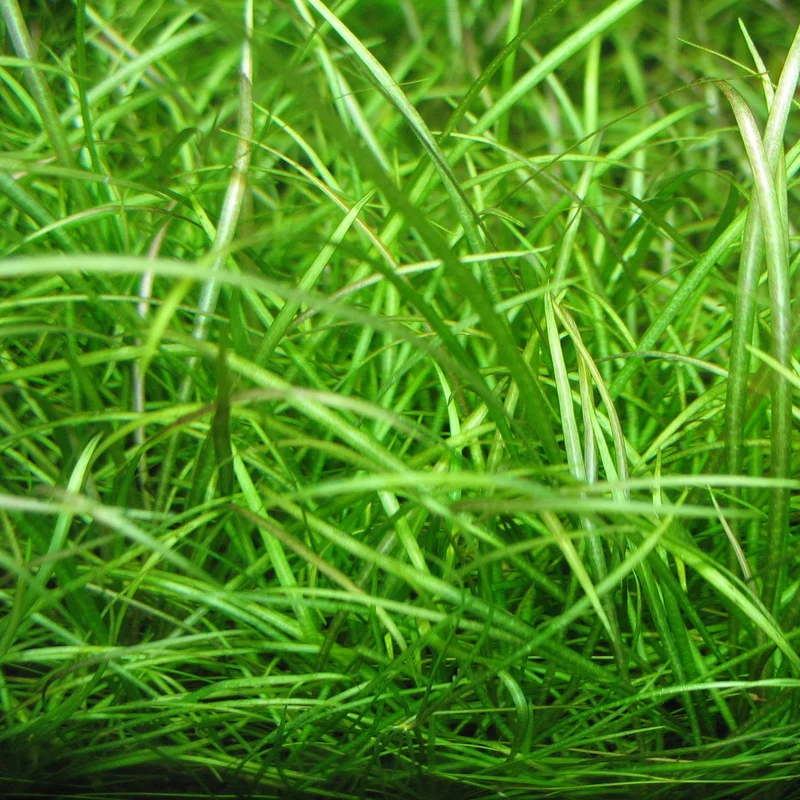 littletreedesignbiotopes825929