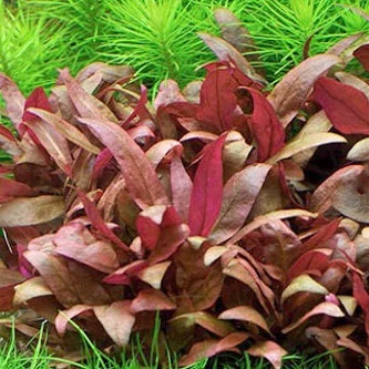 littletreedesignbiotopes825946