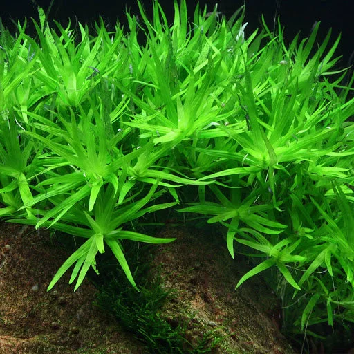 littletreedesignbiotopes825994