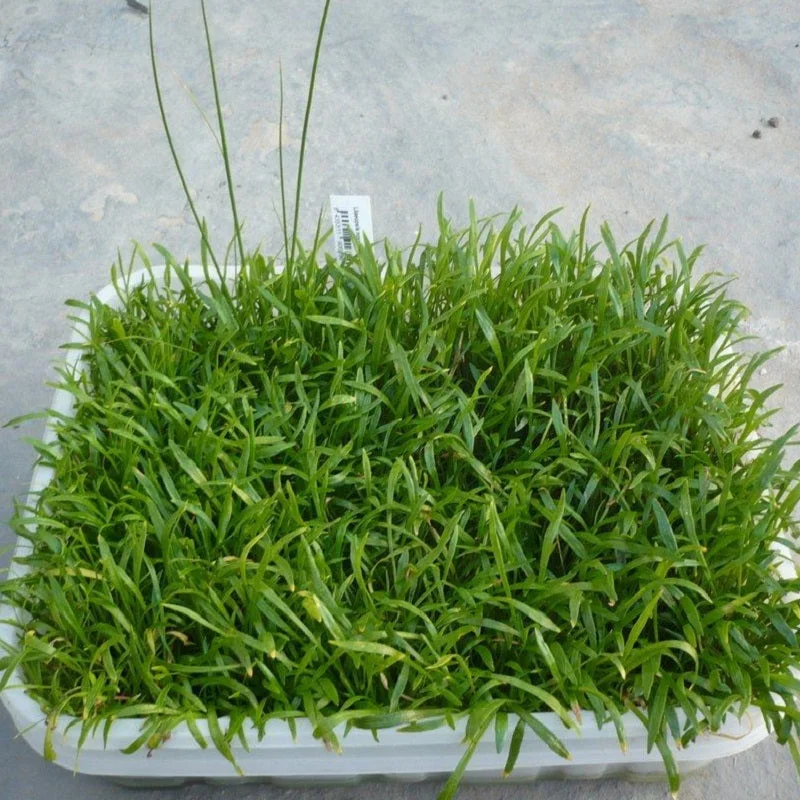 littletreedesignbiotopes826032