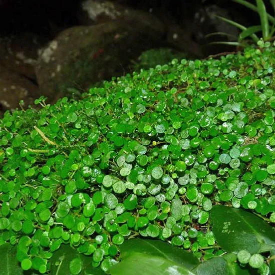 littletreedesignbiotopes826096