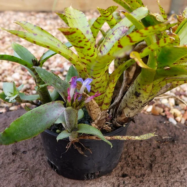 littletreedesignbiotopes826148