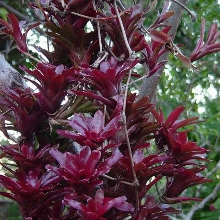 littletreedesignbiotopes826164