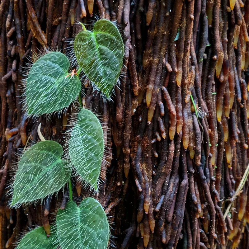 littletreedesignbiotopes826295