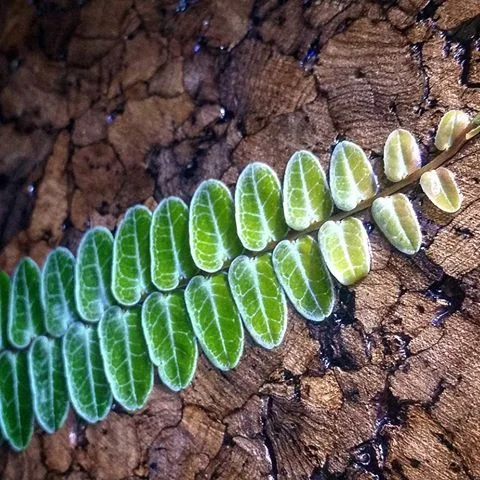 littletreedesignbiotopes826333