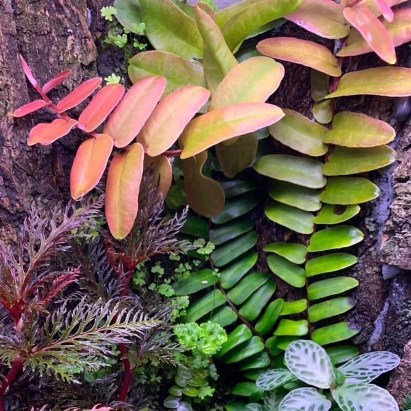 littletreedesignbiotopes826351