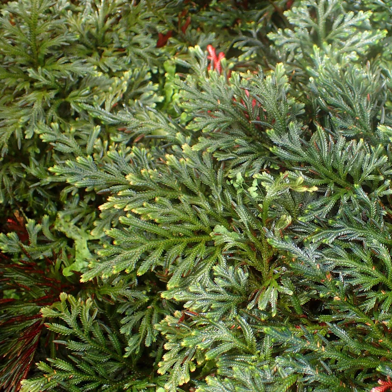 littletreedesignbiotopes826432