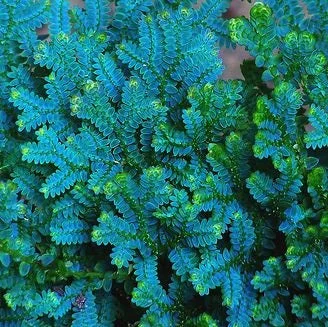 littletreedesignbiotopes826466