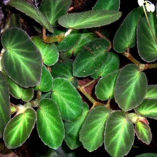 littletreedesignbiotopes826798