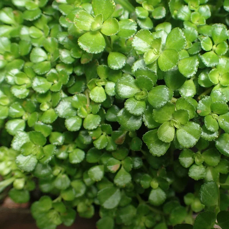 littletreedesignbiotopes826912