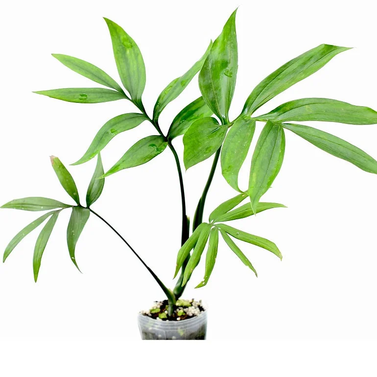 littletreedesignbiotopes826947