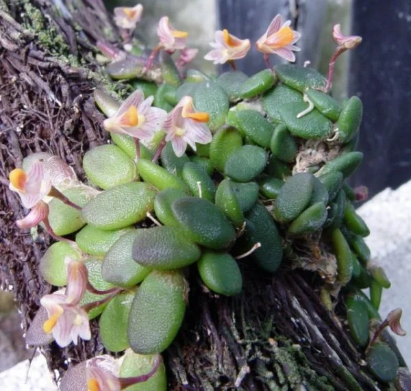 littletreedesignbiotopes827002