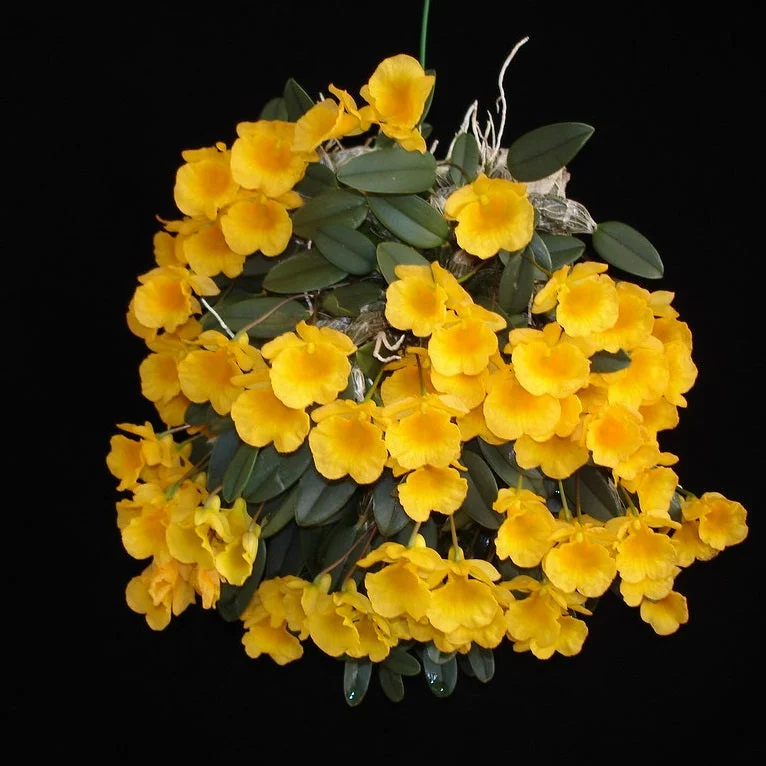 littletreedesignbiotopes827021