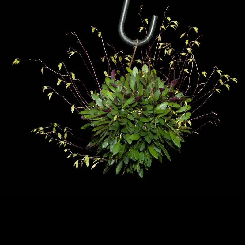 littletreedesignbiotopes827092