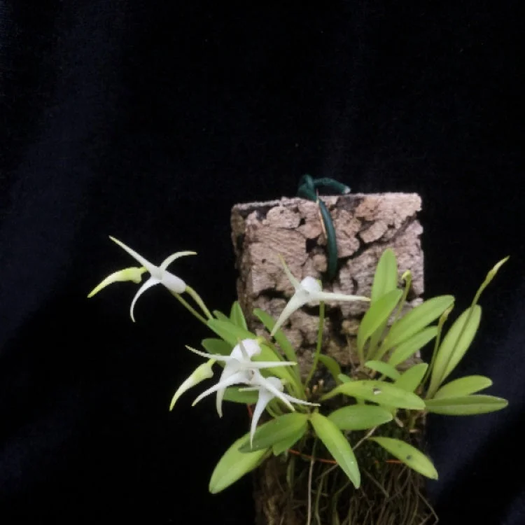 littletreedesignbiotopes827165