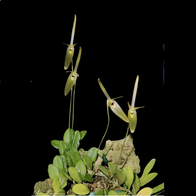 littletreedesignbiotopes827184