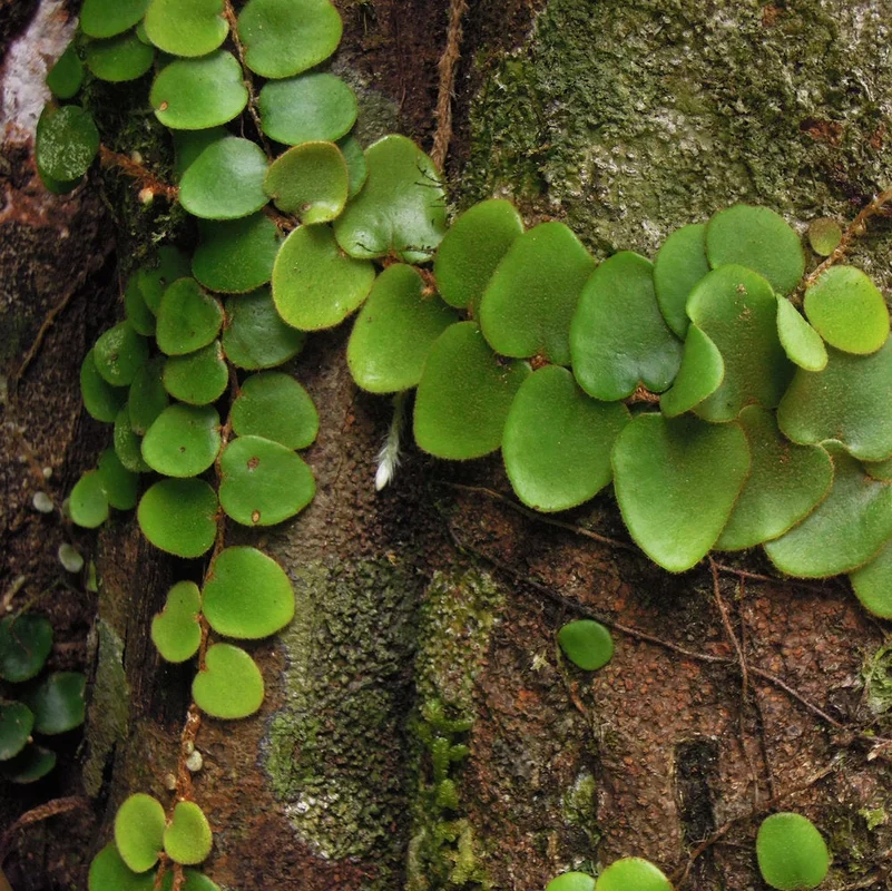 littletreedesignbiotopes827600