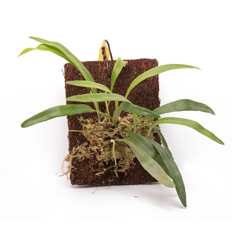 littletreedesignbiotopes827617