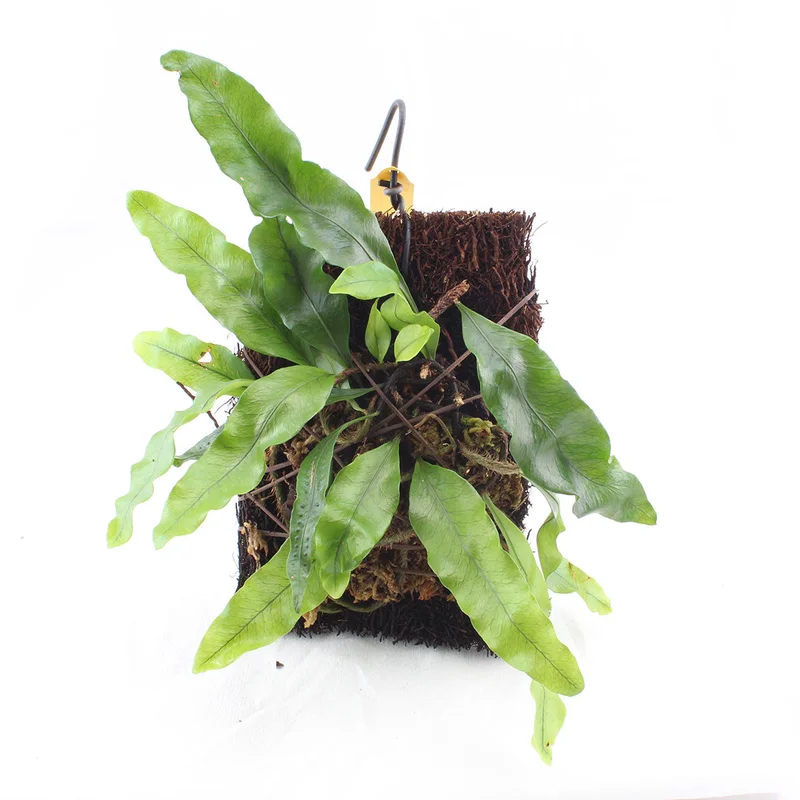littletreedesignbiotopes827633