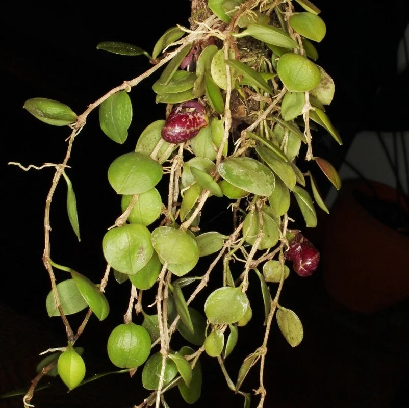 littletreedesignbiotopes827650