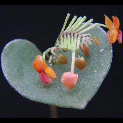 littletreedesignbiotopes827781