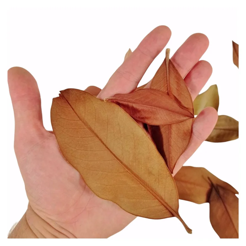 littletreedesignbiotopes827853