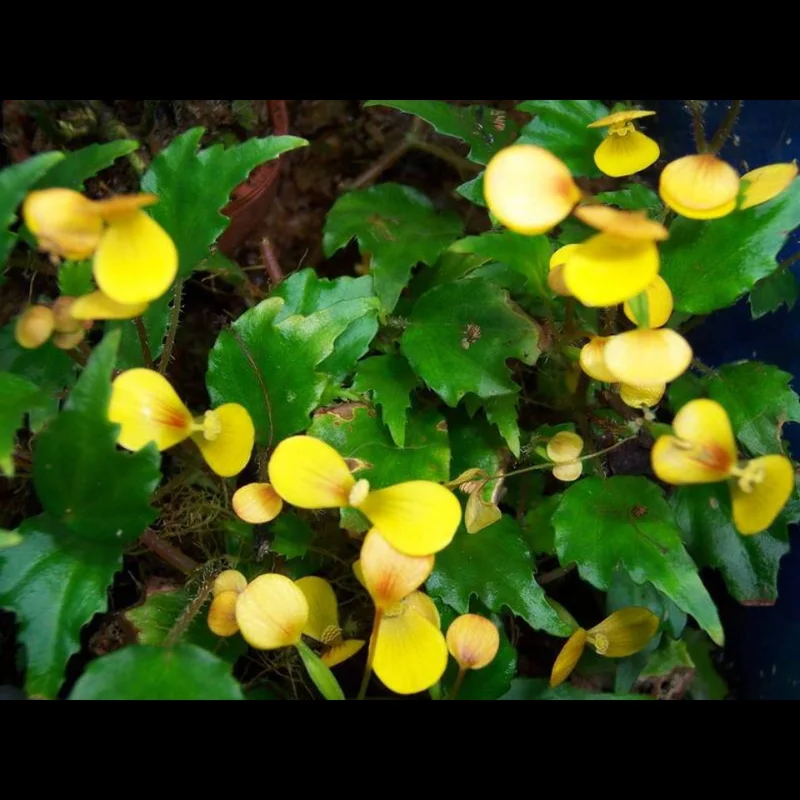 littletreedesignbiotopes828159