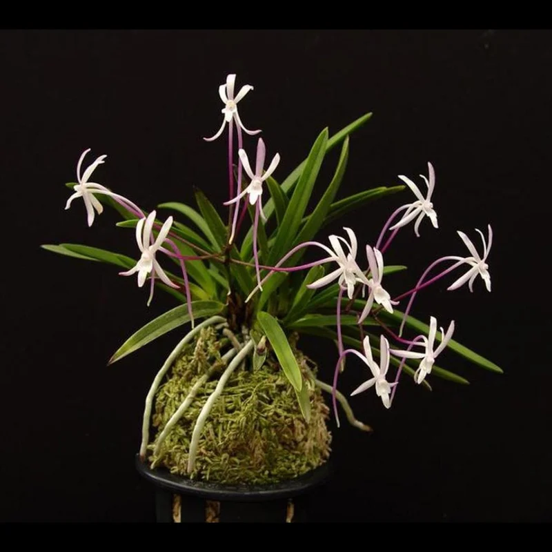 littletreedesignbiotopes828304