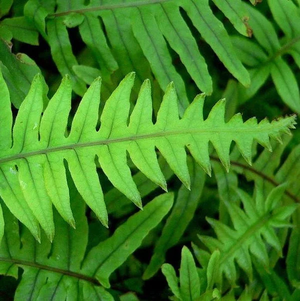 littletreedesignbiotopes828317