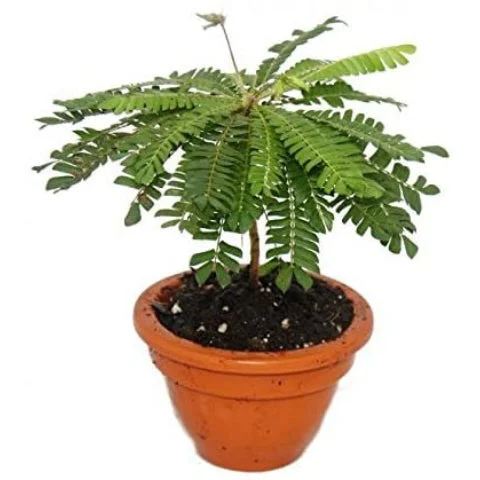 littletreedesignbiotopes828363