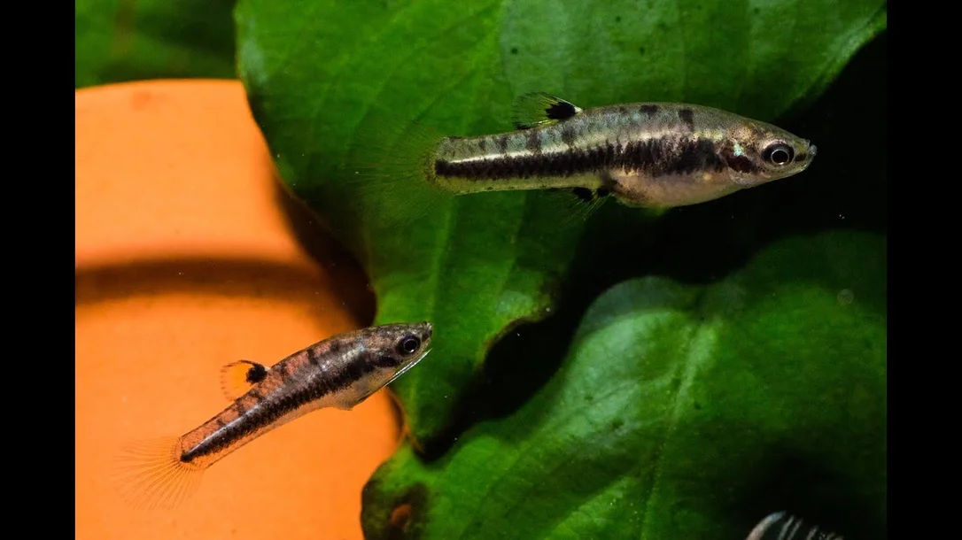 littletreedesignbiotopes828420