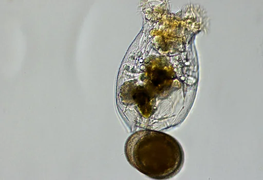 littletreedesignbiotopes828505
