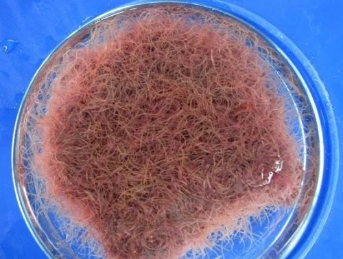 littletreedesignbiotopes828541